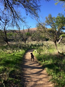 FullSizeRender (117) - Copy