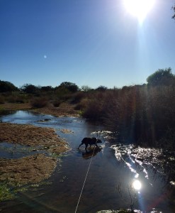 FullSizeRender (118) - Copy