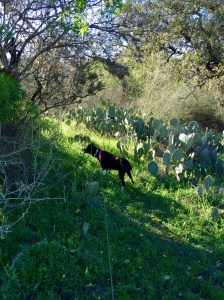 FullSizeRender (119) - Copy