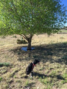 FullSizeRender (153) - Copy