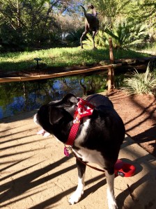 FullSizeRender - Copy (43)