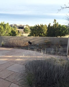 FullSizeRender (225) - Copy