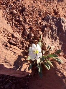 FullSizeRender (323) - Copy