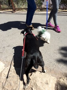 FullSizeRender (395) - Copy