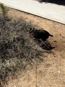 FullSizeRender (449) - Copy