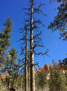 FullSizeRender (487) - Copy