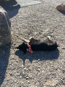 FullSizeRender (656) - Copy