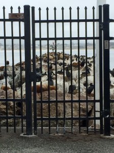 FullSizeRender (725) - Copy