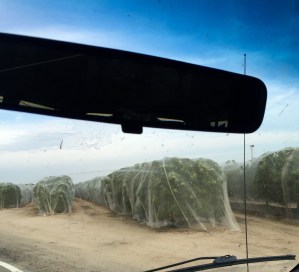 FullSizeRender (744) - Copy