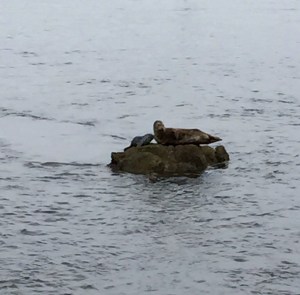 FullSizeRender (745) - Copy