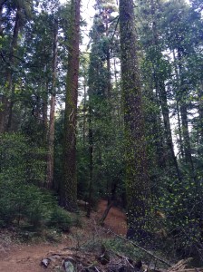 FullSizeRender (746) - Copy