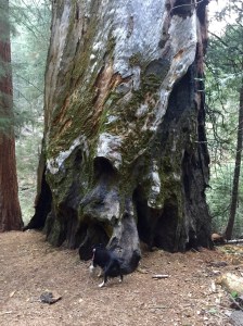 FullSizeRender (769) - Copy