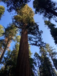 FullSizeRender (770) - Copy