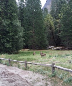 FullSizeRender (779) - Copy