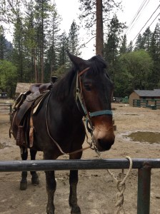 FullSizeRender (782) - Copy