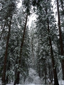 FullSizeRender (792) - Copy