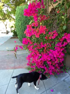 FullSizeRender (815) - Copy