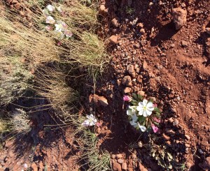 FullSizeRender - Copy (124)