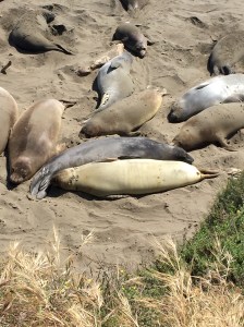 FullSizeRender - Copy (239)