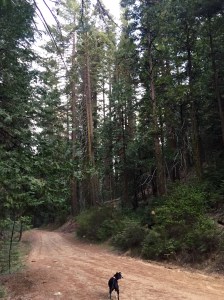 FullSizeRender - Copy (261)