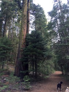 FullSizeRender - Copy (263)