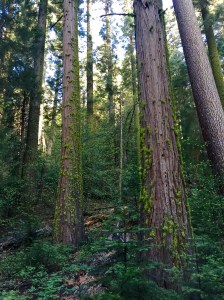 FullSizeRender - Copy (270)