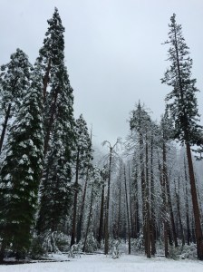 FullSizeRender - Copy (277)