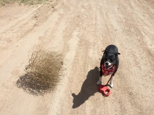 FullSizeRender - Copy (88)