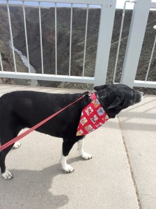 FullSizeRender - Copy (95)