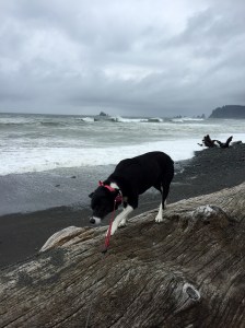 FullSizeRender (1001) - Copy