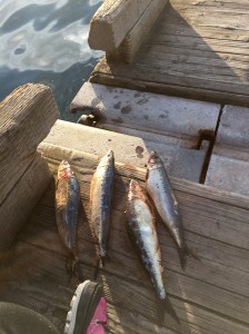 FullSizeRender (1003) - Copy