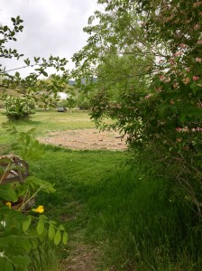 FullSizeRender (1139) - Copy