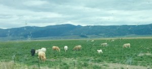 FullSizeRender (1145) - Copy