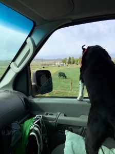 FullSizeRender (1156) - Copy