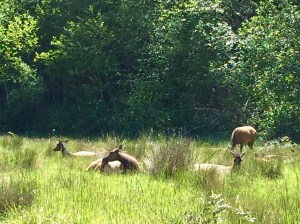 FullSizeRender (886) - Copy