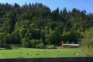 FullSizeRender (933) - Copy