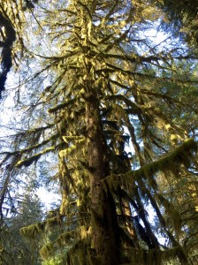 FullSizeRender (955) - Copy