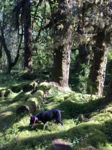 FullSizeRender (960) - Copy