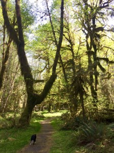 FullSizeRender (961) - Copy