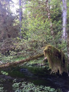 FullSizeRender (962) - Copy