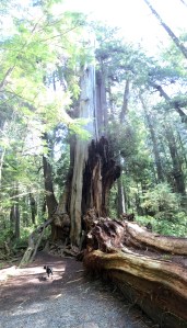 FullSizeRender (963) - Copy