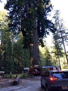 FullSizeRender - Copy (298)