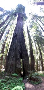 FullSizeRender - Copy (302)