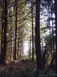 FullSizeRender - Copy (304)