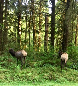 FullSizeRender - Copy (330)