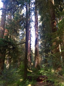 FullSizeRender - Copy (331)