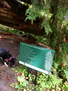 FullSizeRender - Copy (352)