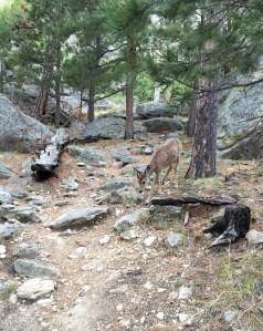 FullSizeRender (1212) - Copy