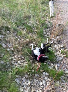 FullSizeRender (1215) - Copy