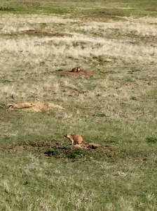 FullSizeRender (1224) - Copy